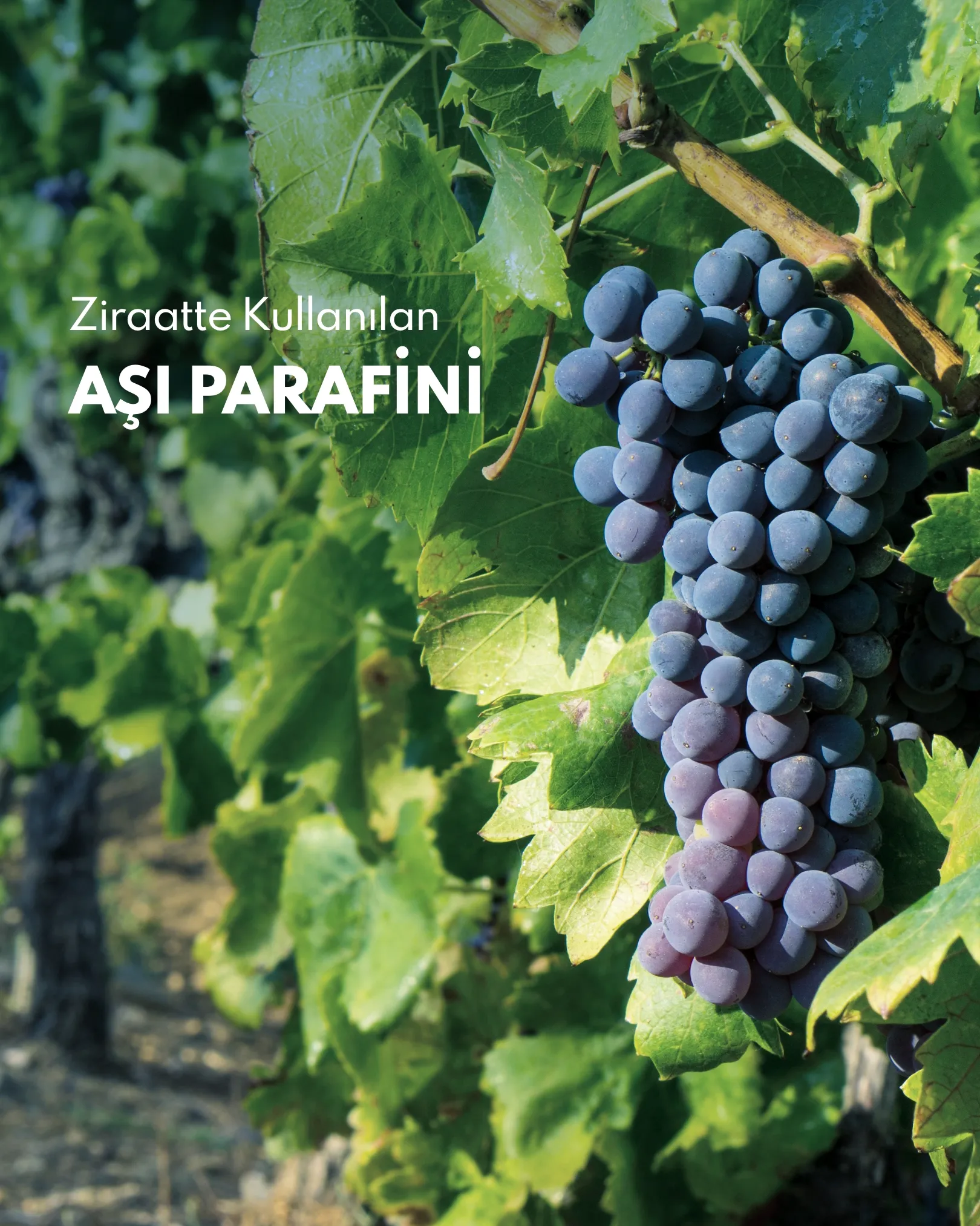 Aşı Parafini Nedir?